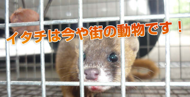 イタチ駆除｜駆除研究所