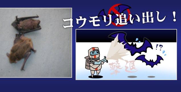 コウモリ追い出し｜駆除研究所