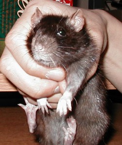 OyoshiA