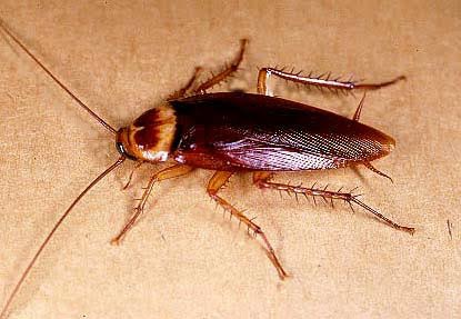 ワモンゴキブリとは 害虫 有害獣駆除 イタチ コウモリ ムカデ トコジラミ等の害虫対策は駆除研究所