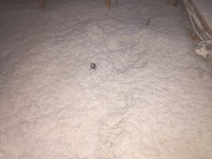 IMG_3578