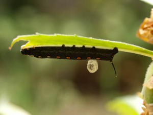 休眠繭