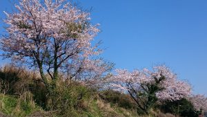 土手の桜