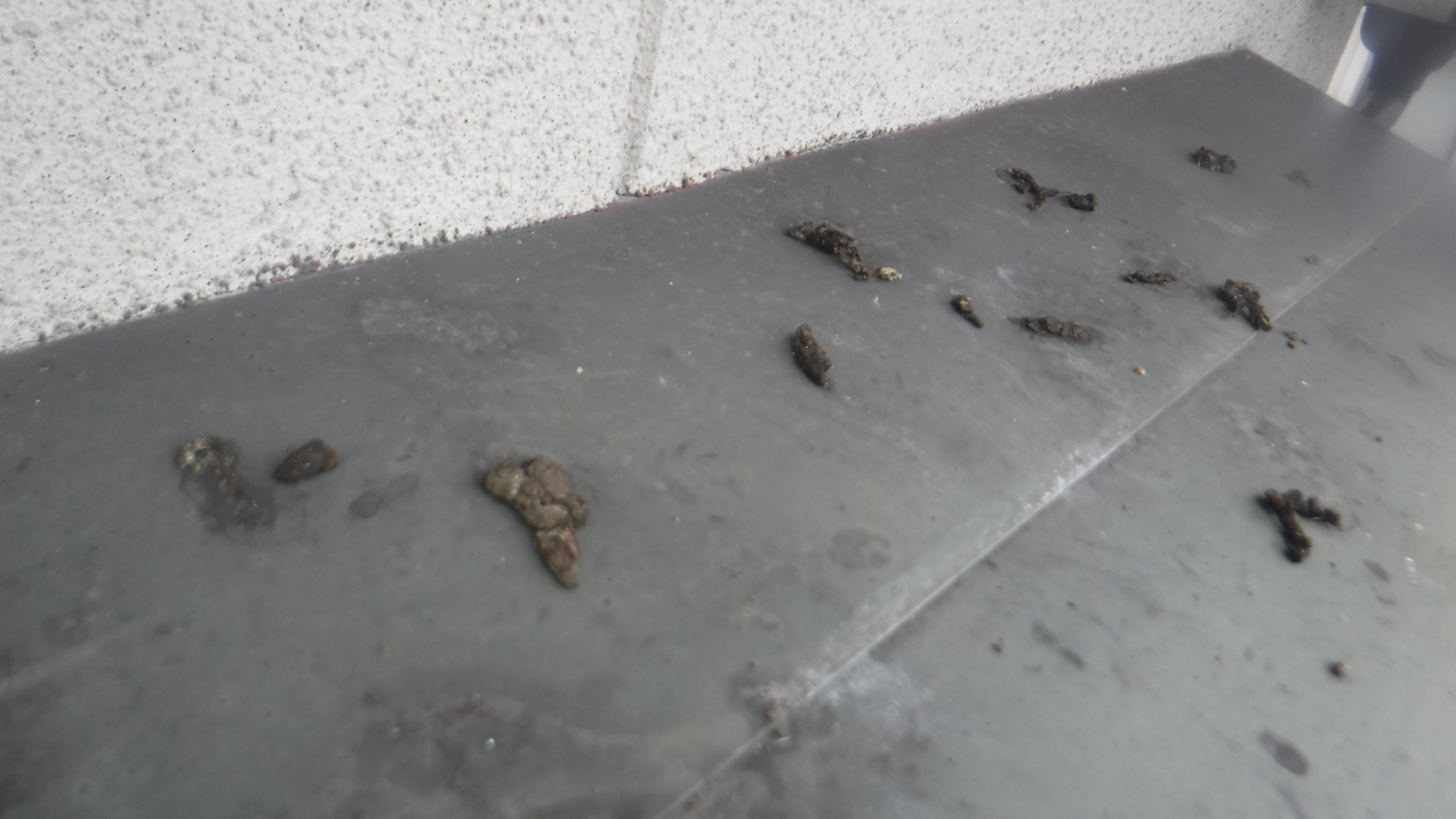 イタチ テンが家の天井裏に侵入被害 イタチ コウモリ ムカデ トコジラミ等の害虫対策は駆除研究所